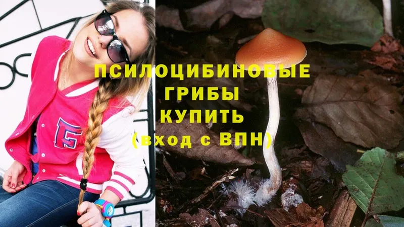 omg ТОР  Кингисепп  Галлюциногенные грибы Psilocybine cubensis 